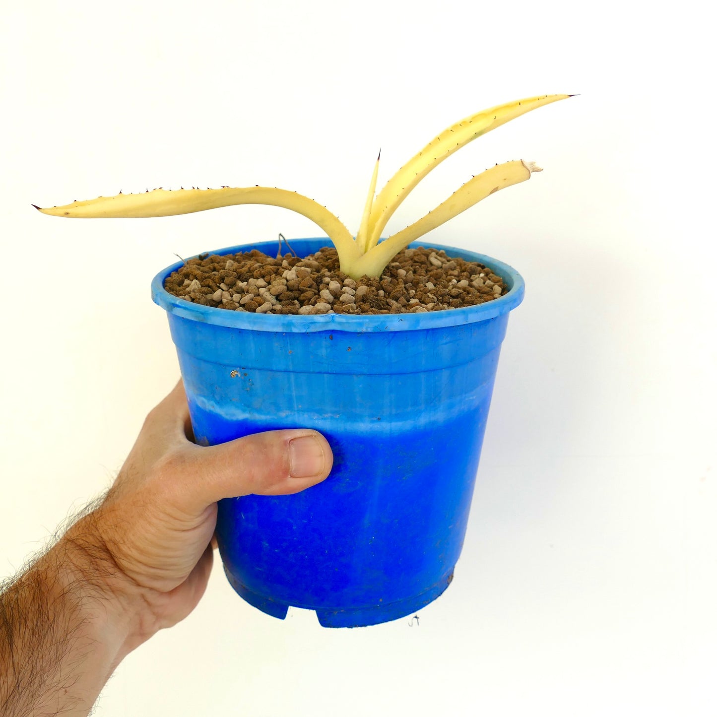 Agave americana succulent with pale yellow long leaves and small spines in blue pot