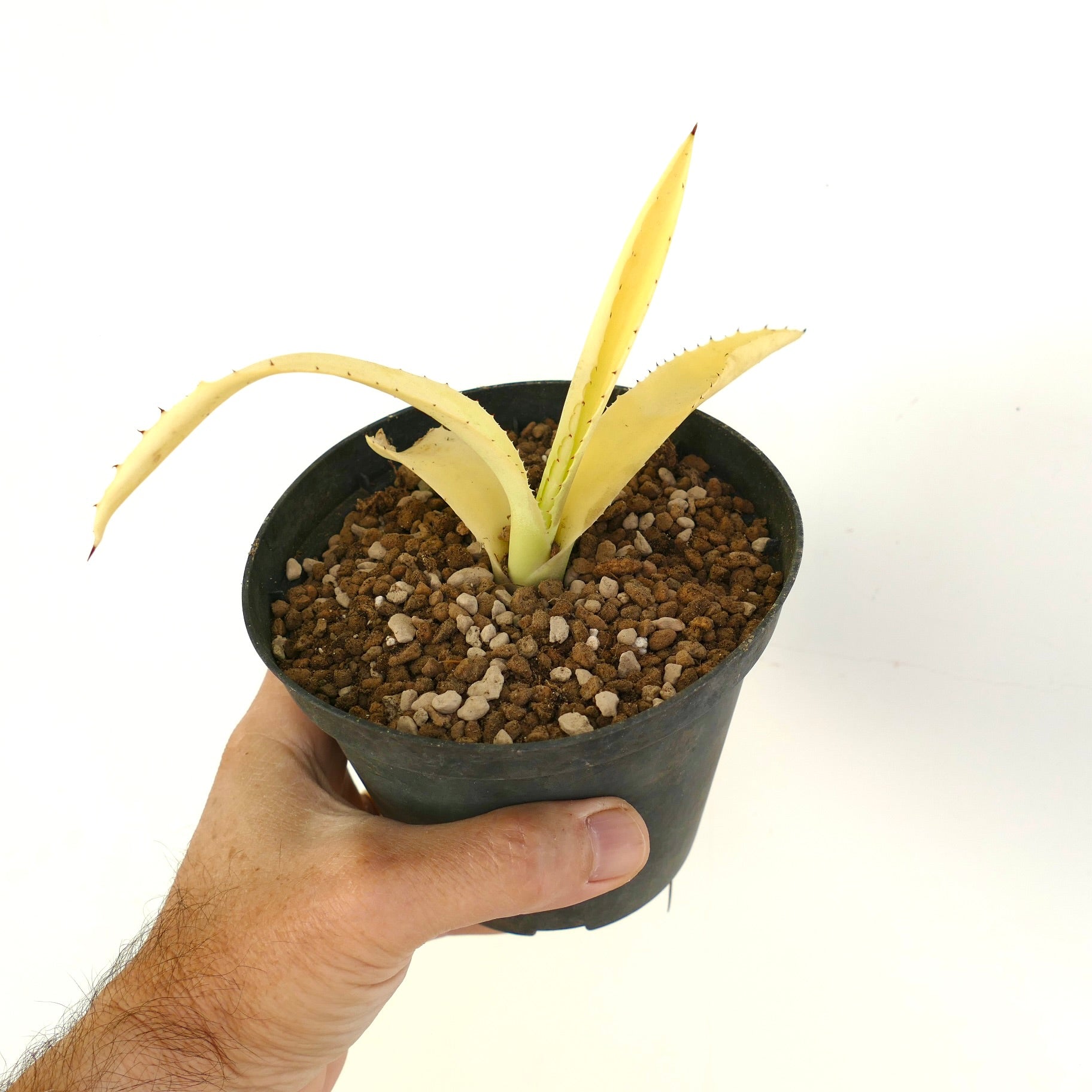 Agave americana albina yellow succulent with pale leaves and small spines in black pot