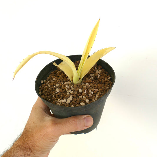 Agave americana albina yellow succulent with pale leaves and small spines in black pot