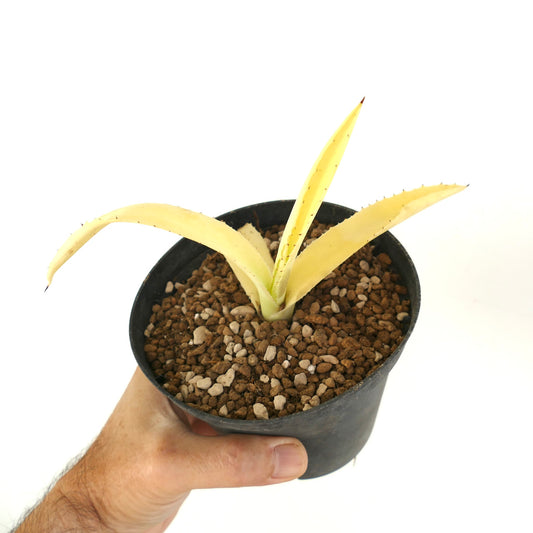 Agave americana ALBINA YELLOW VARIEGATED succulent with pale yellow fleshy leaves and small spines in pot