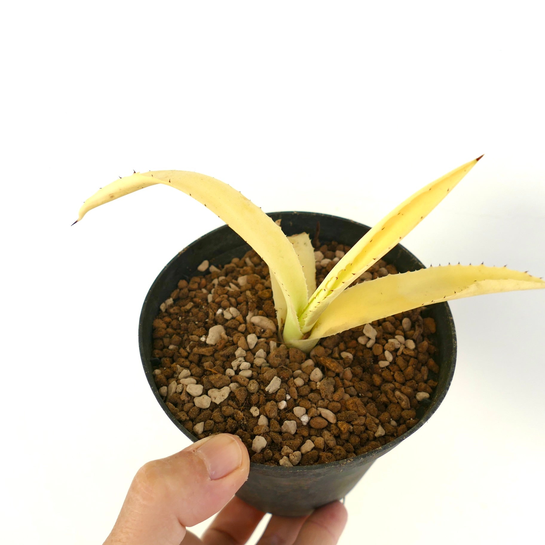 Agave americana albina yellow variegated succulent with long pointed leaves and small spines