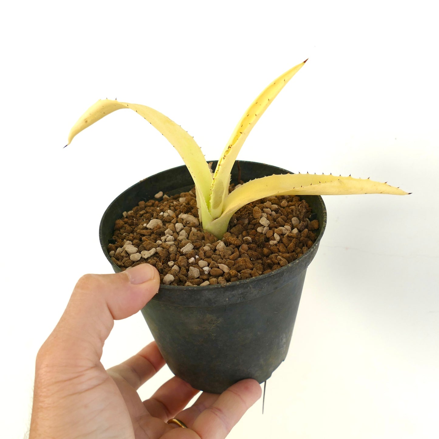 Agave americana var. albina succulent with pale yellow fleshy leaves and small spines in black pot