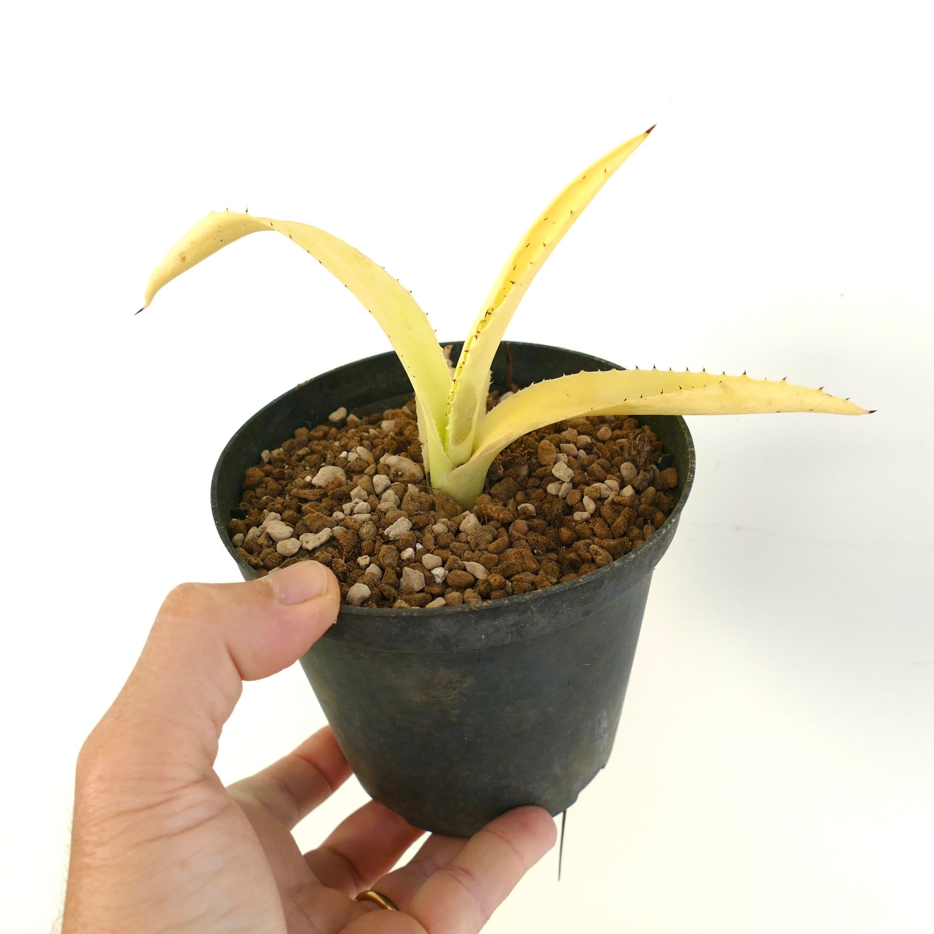 Agave americana var. albina succulent with pale yellow fleshy leaves and small spines in black pot