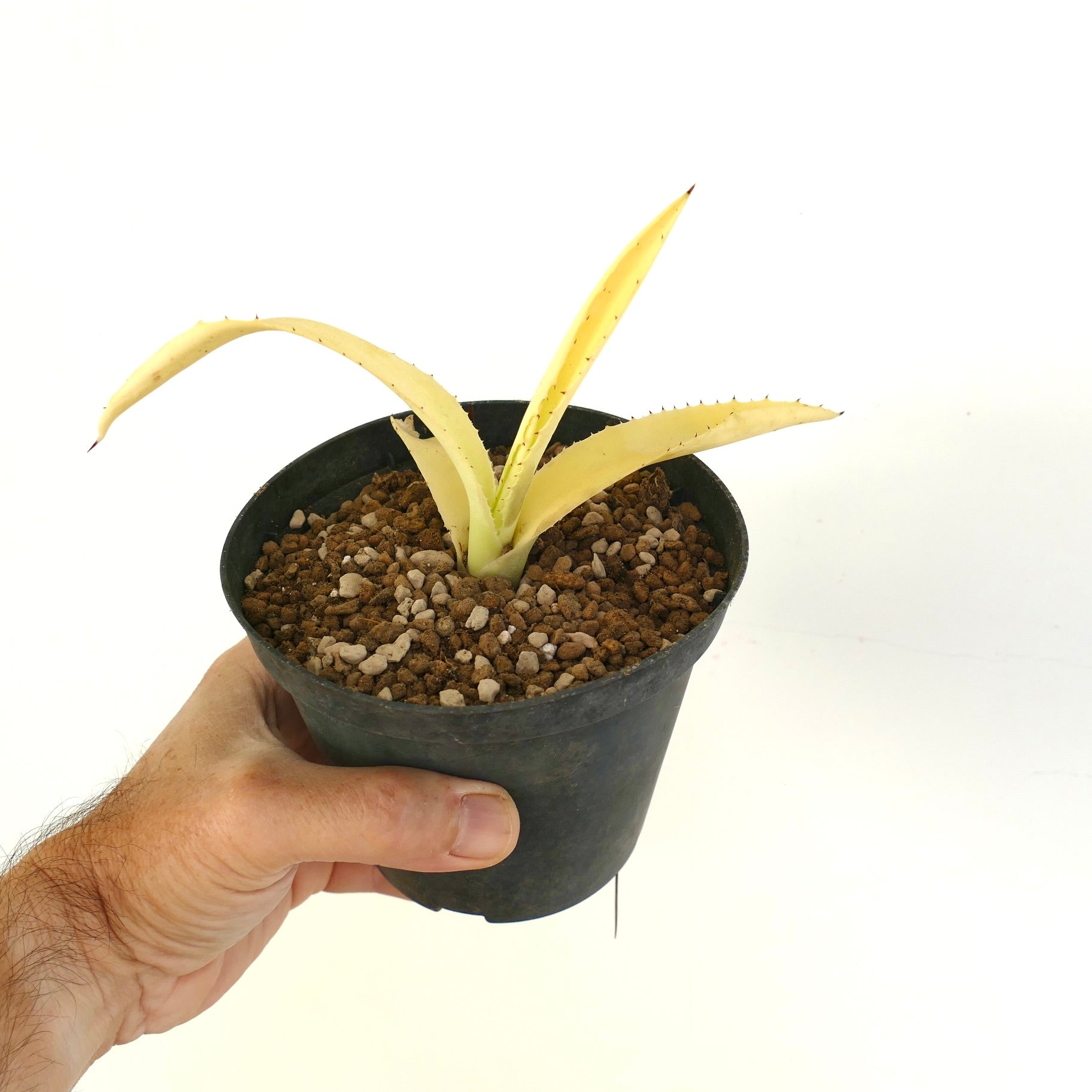 Agave americana succulent with pale yellow leaves and small spines in black pot