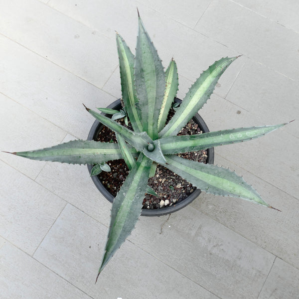 アガベ アメリカーナライムエッヂ3個セット 中型 AgaveamericanaLIMEVARIEGATED_g