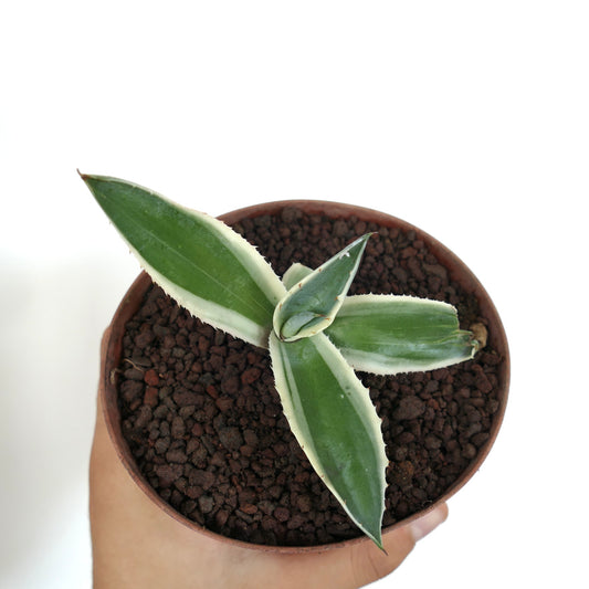 Agave americana MARGINATA WHITE-YELLOW CREAM VARIEGATED