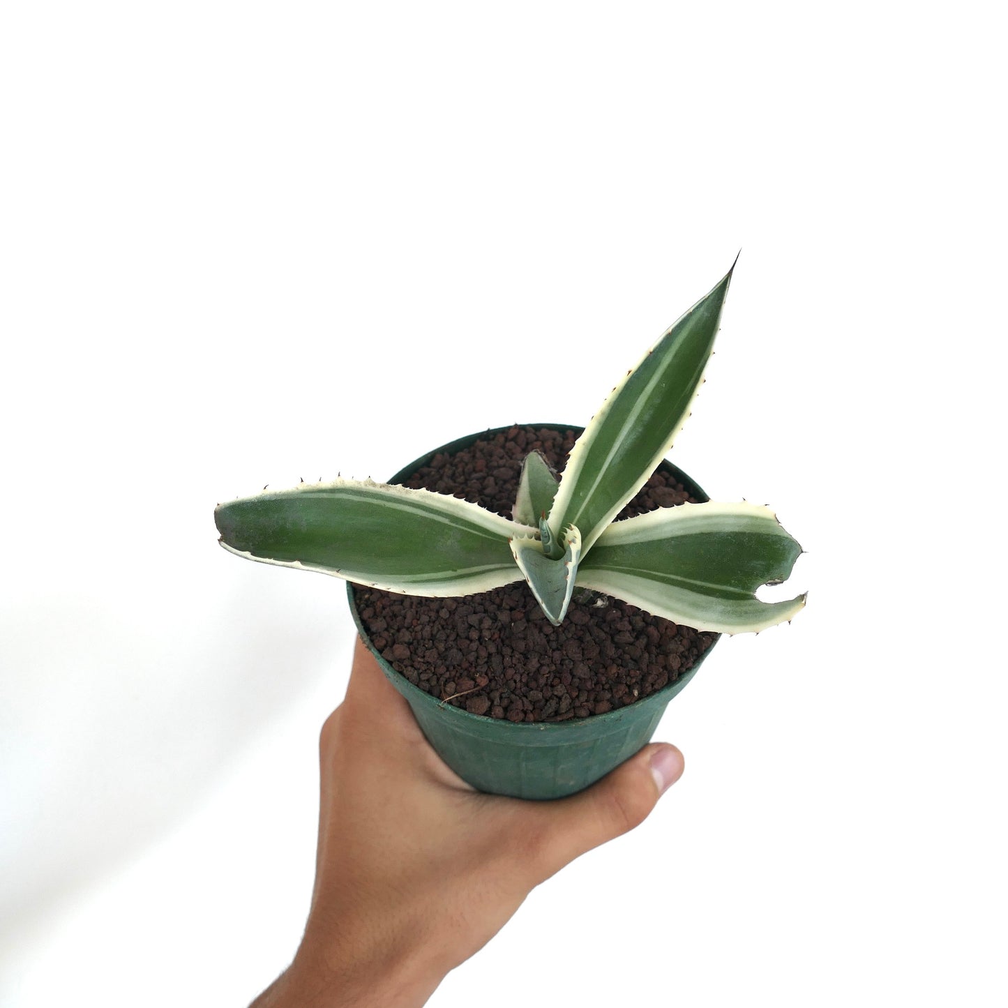 Agave americana MARGINATA WHITE-YELLOW CREAM VARIEGATED