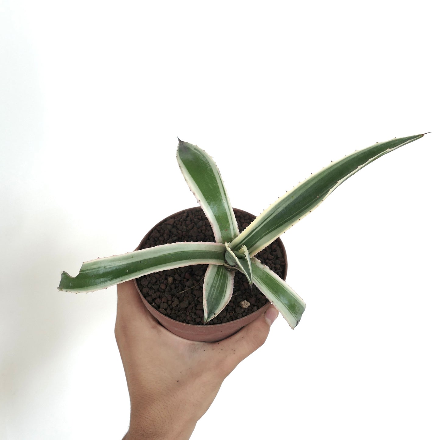 Agave americana MARGINATA WHITE-YELLOW CREAM VARIEGATED