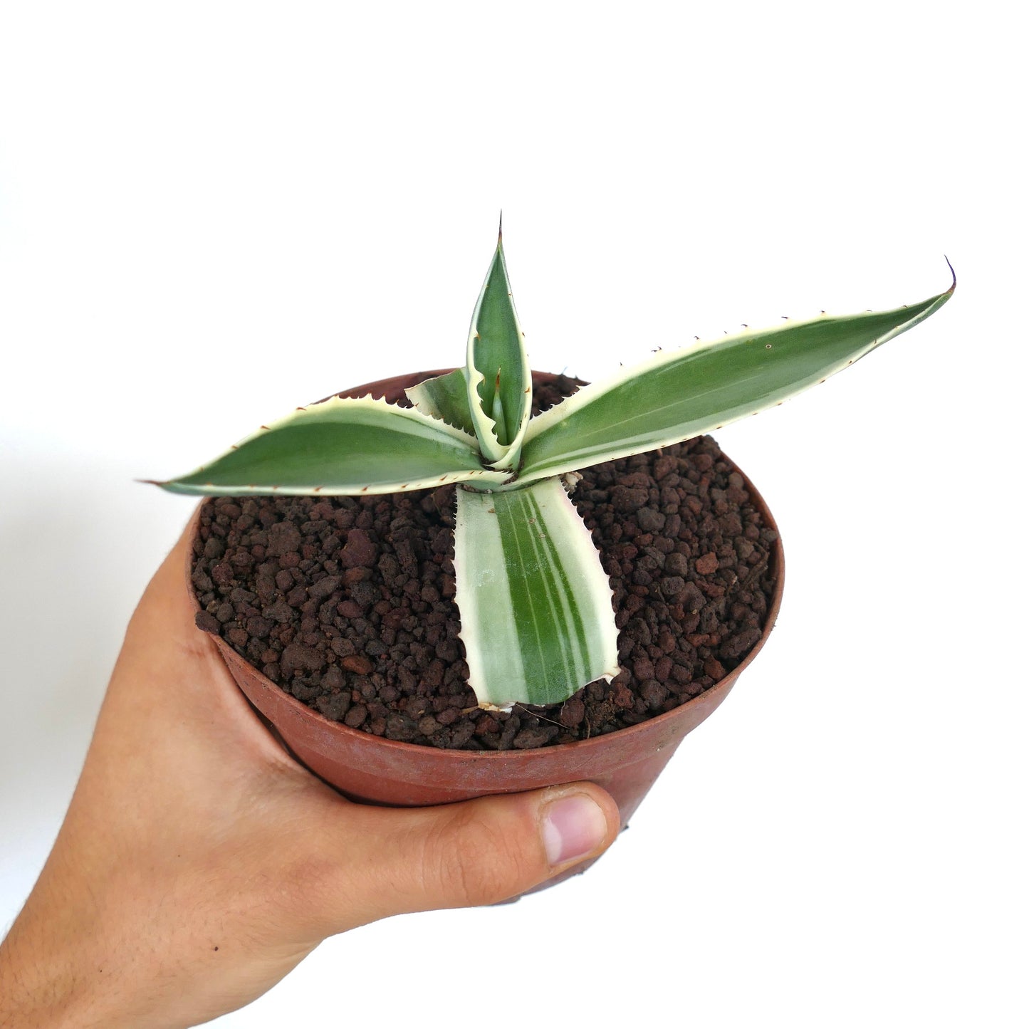 Agave americana MARGINATA WHITE-YELLOW CREAM VARIEGATED