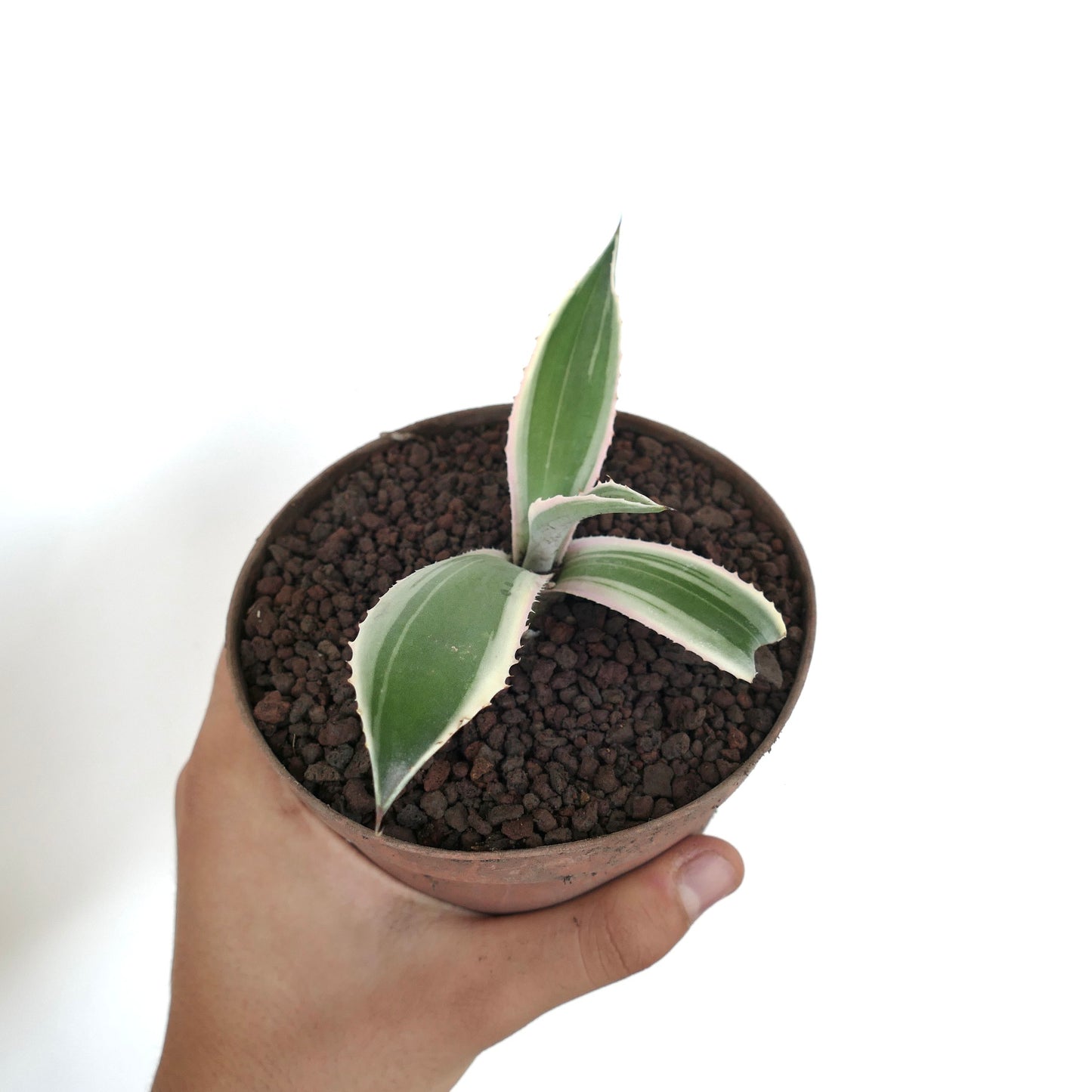 Agave americana MARGINATA WHITE-YELLOW CREAM VARIEGATED