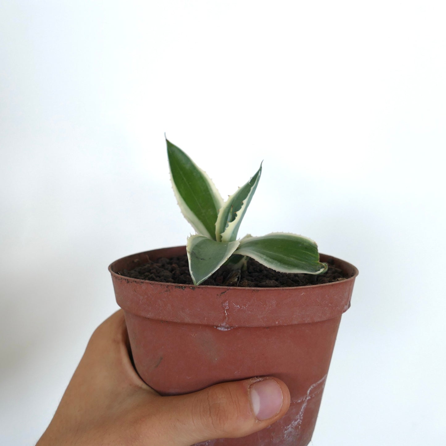 Agave americana MARGINATA WHITE-YELLOW CREAM VARIEGATED