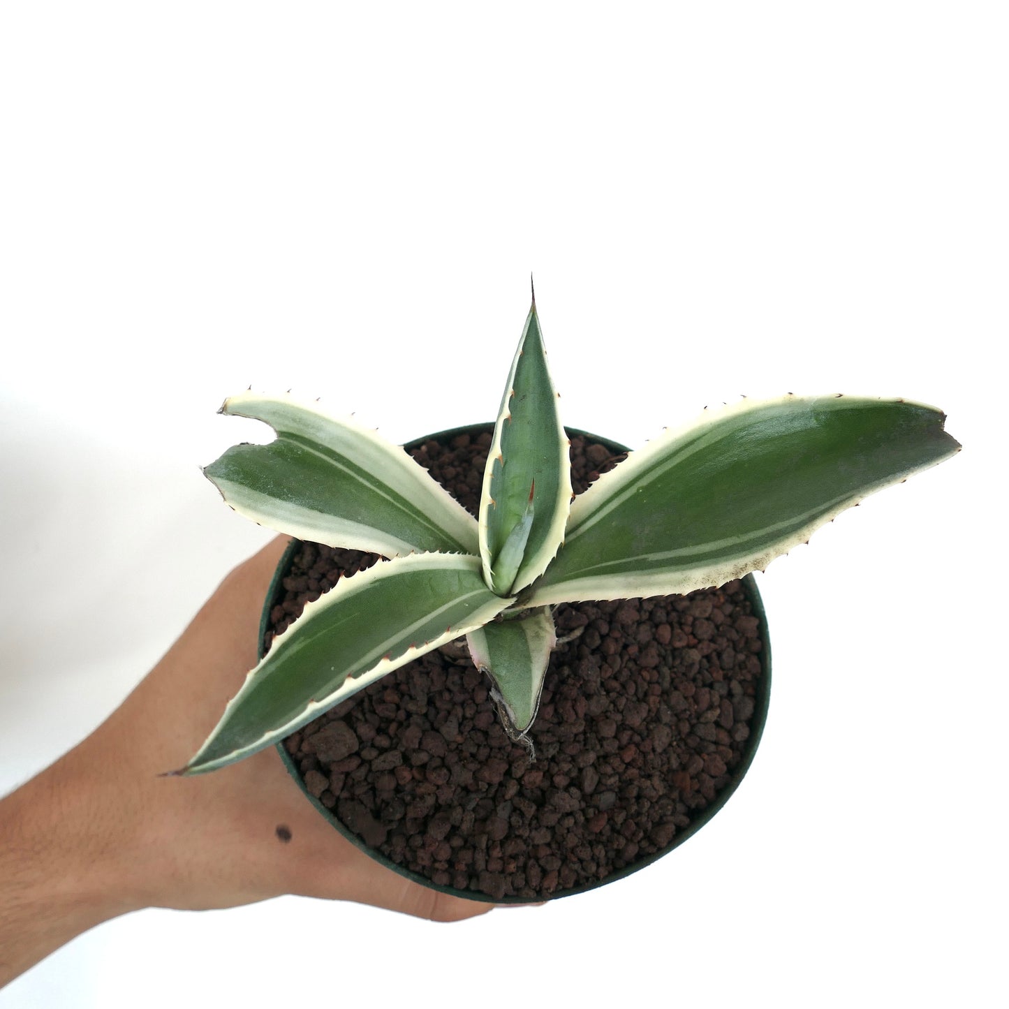 Agave americana MARGINATA WHITE-YELLOW CREAM VARIEGATED