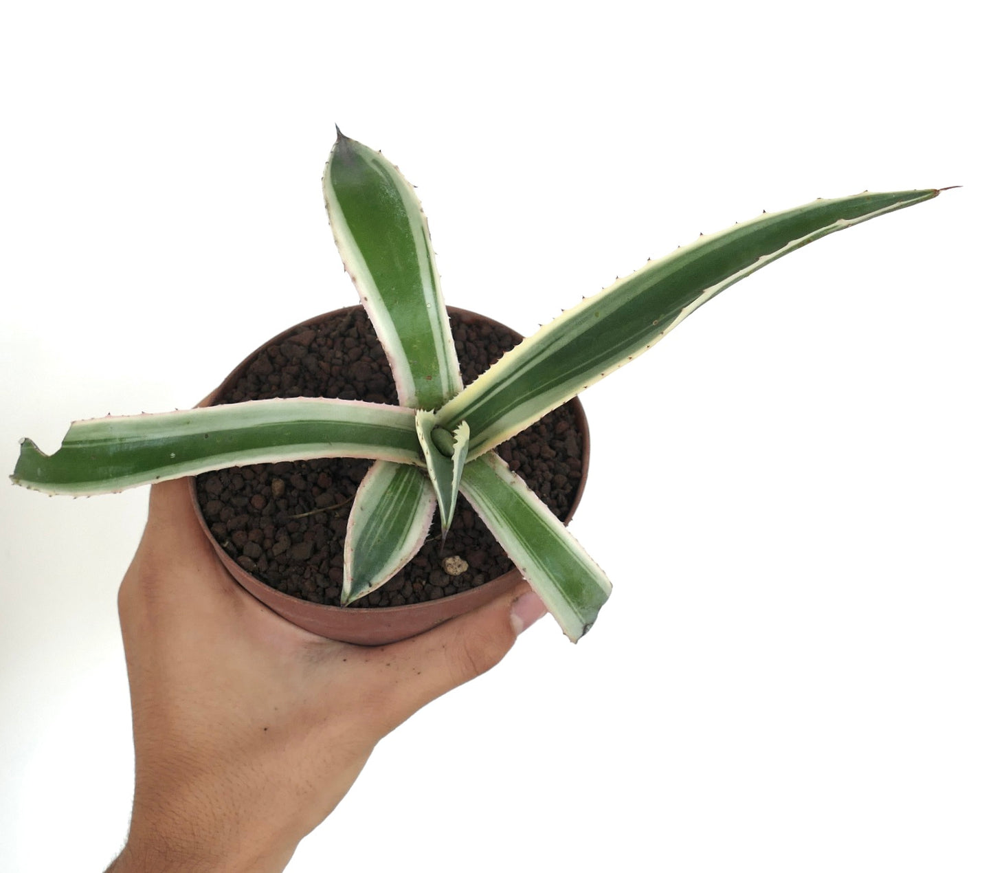 Agave americana MARGINATA WHITE-YELLOW CREAM VARIEGATED