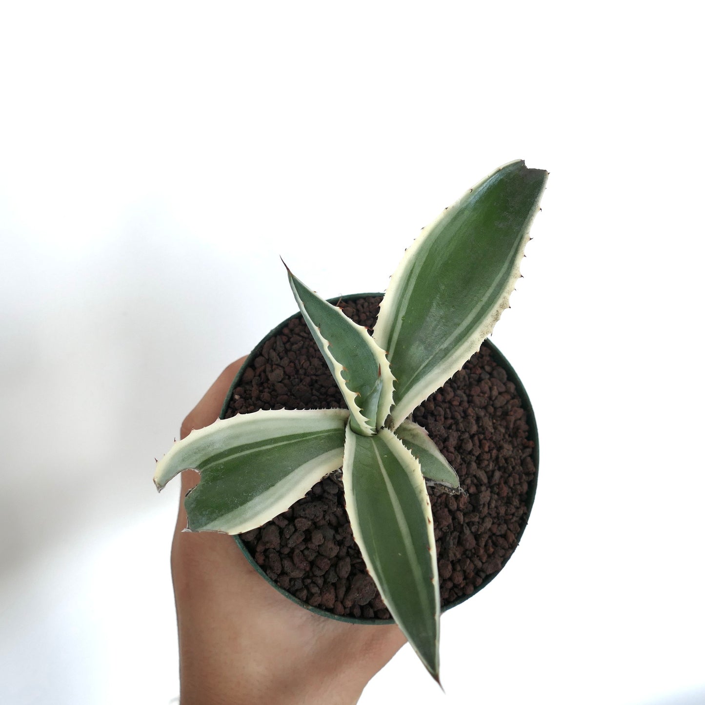 Agave americana MARGINATA WHITE-YELLOW CREAM VARIEGATED