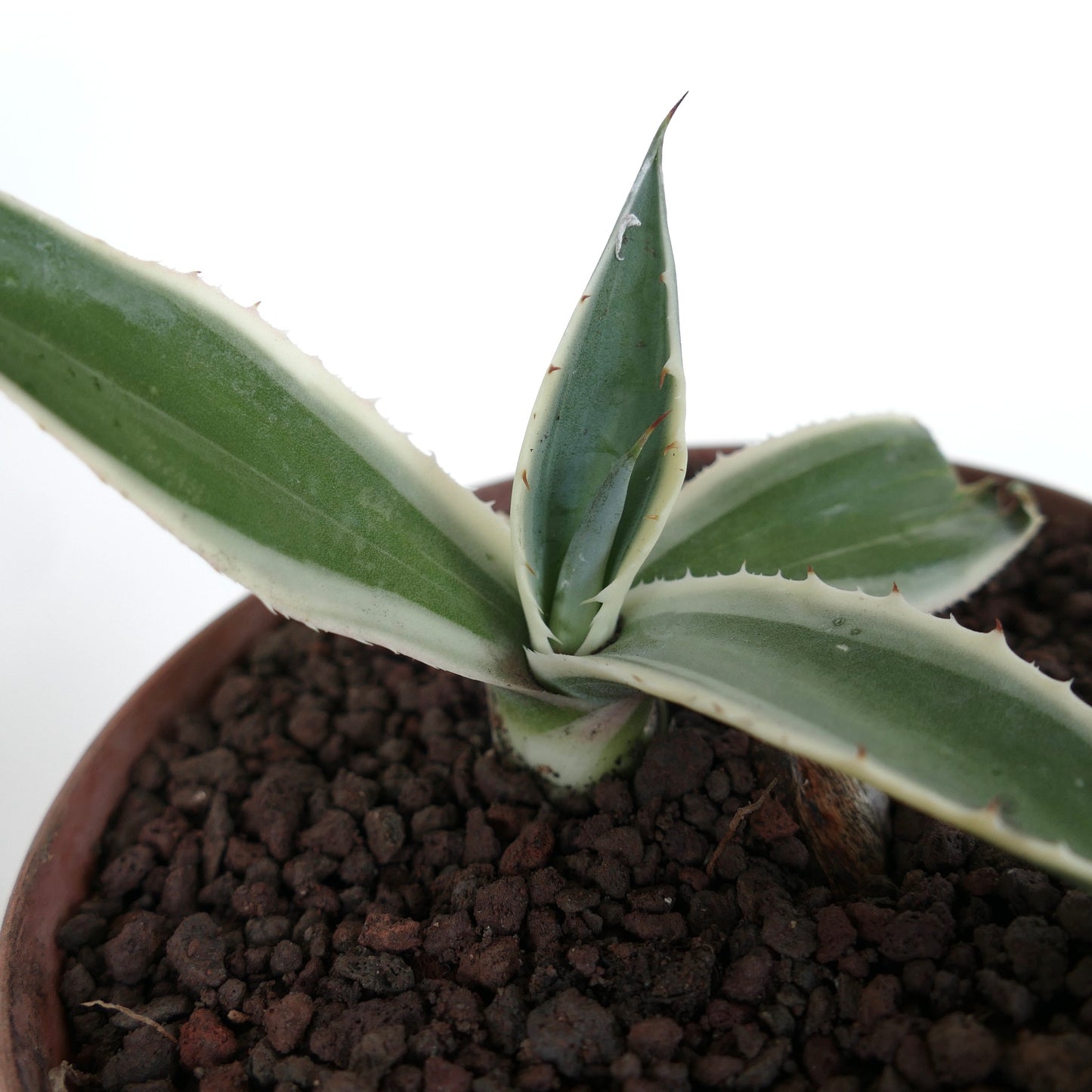 Agave americana MARGINATA WHITE-YELLOW CREAM VARIEGATED