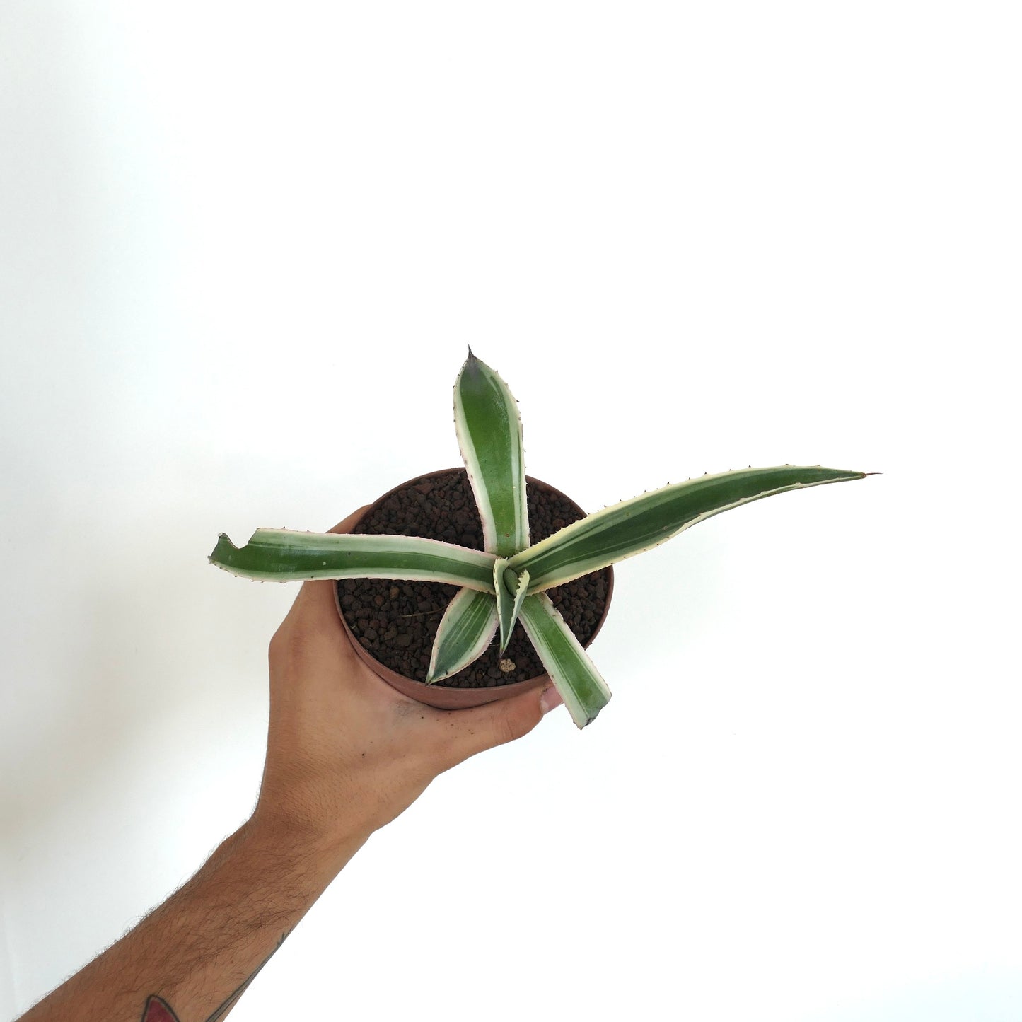 Agave americana MARGINATA WHITE-YELLOW CREAM VARIEGATED