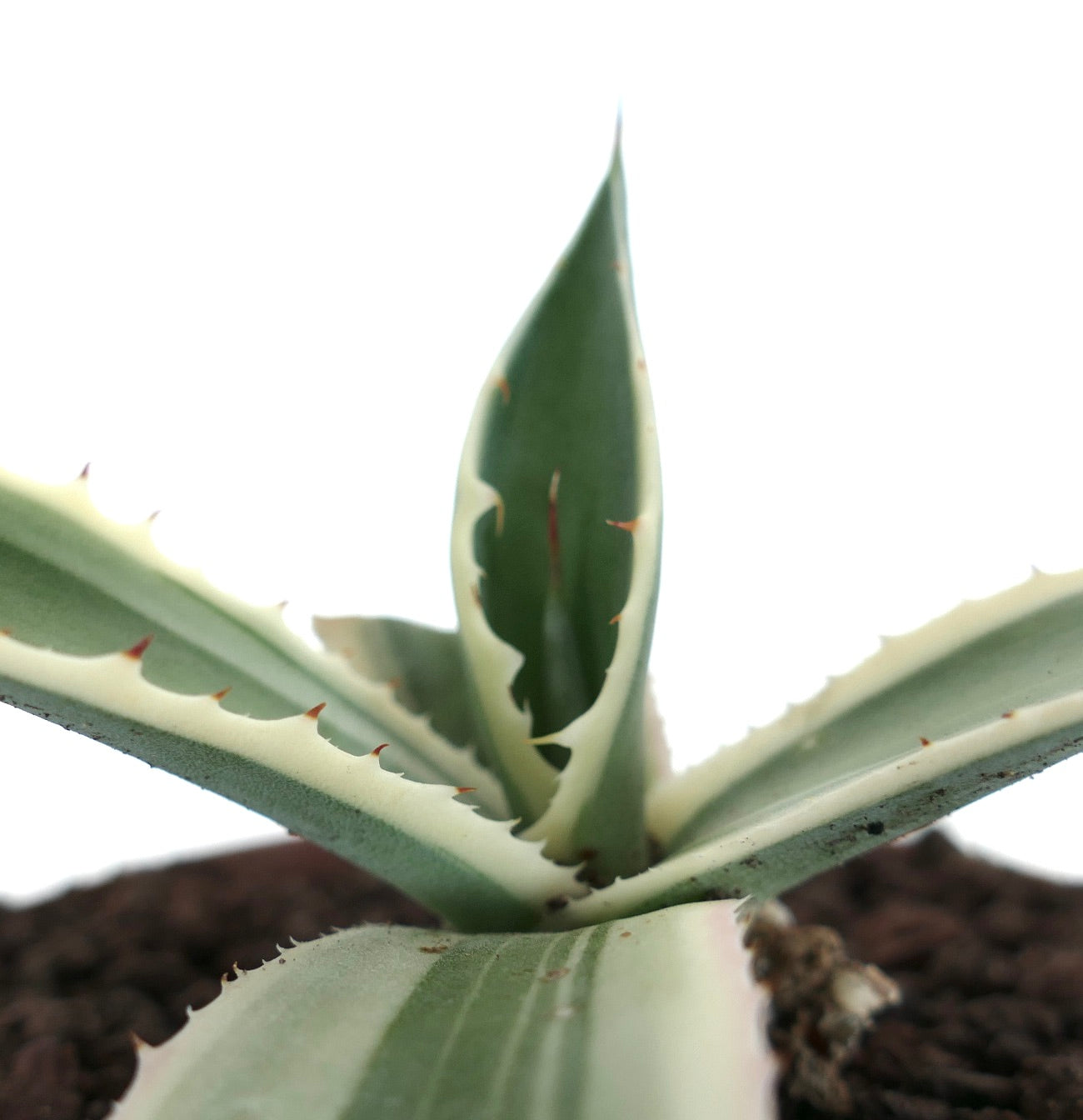 Agave americana MARGINATA WHITE-YELLOW CREAM VARIEGATED