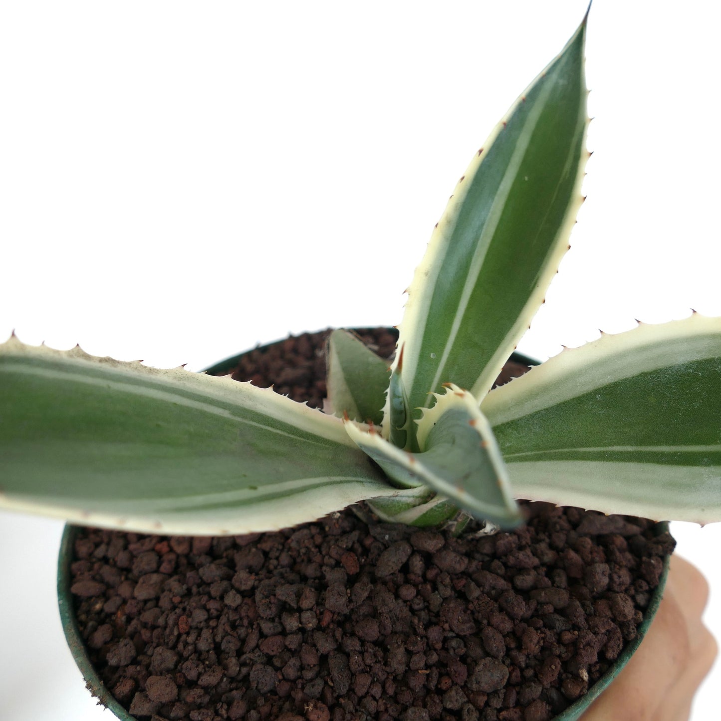 Agave americana MARGINATA WHITE-YELLOW CREAM VARIEGATED