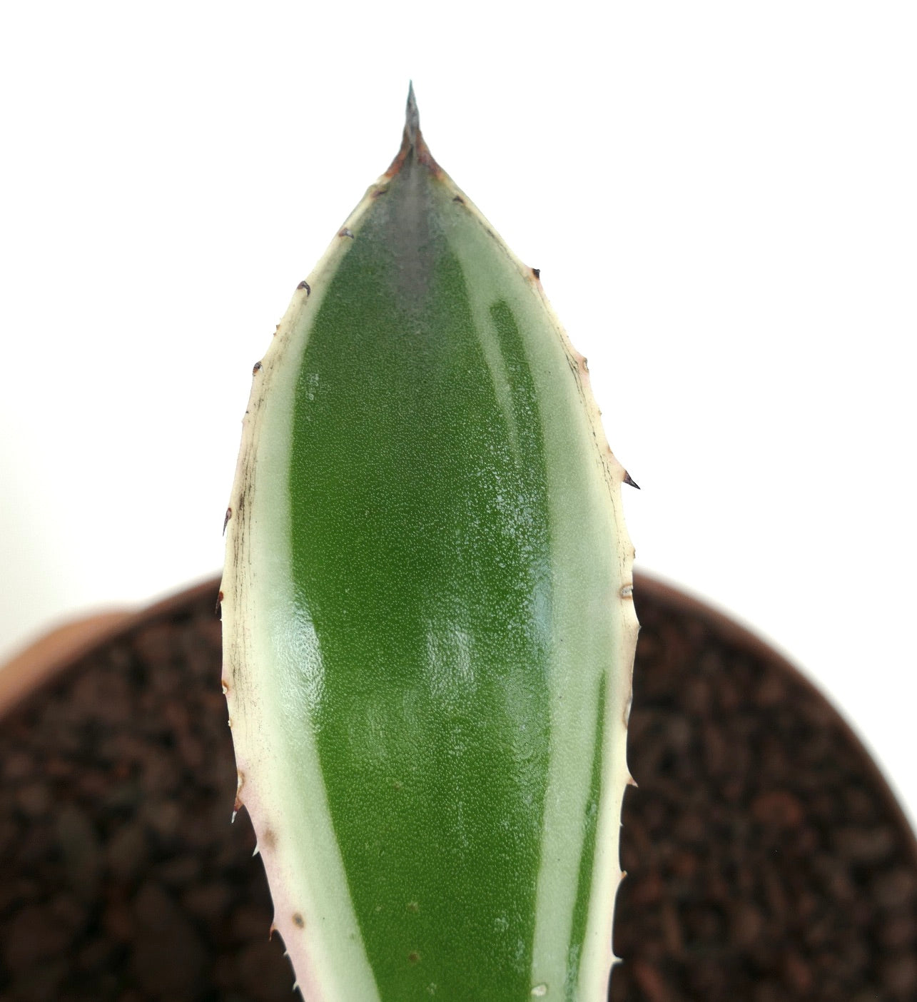 Agave americana MARGINATA WHITE-YELLOW CREAM VARIEGATED