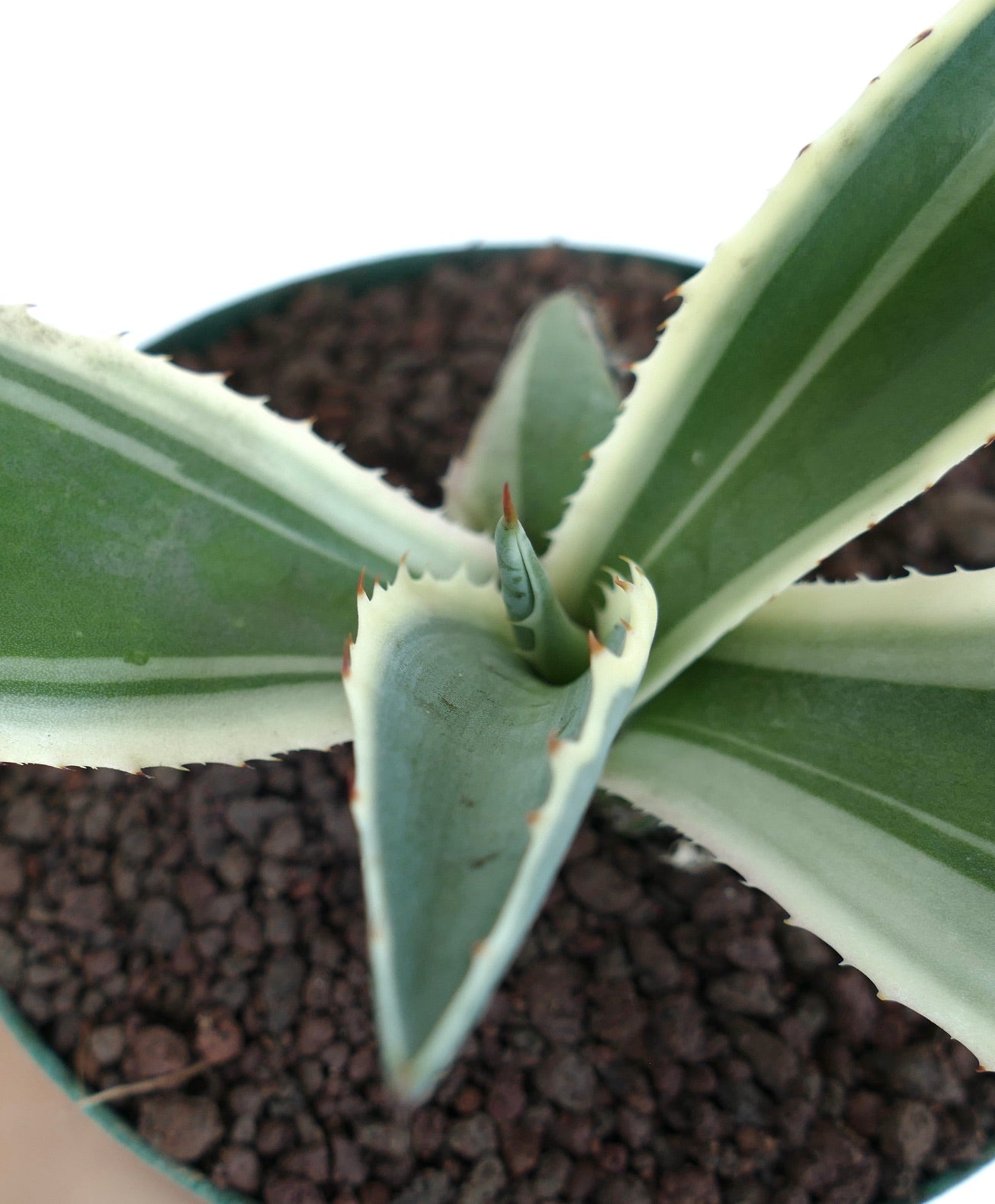 Agave americana MARGINATA WHITE-YELLOW CREAM VARIEGATED