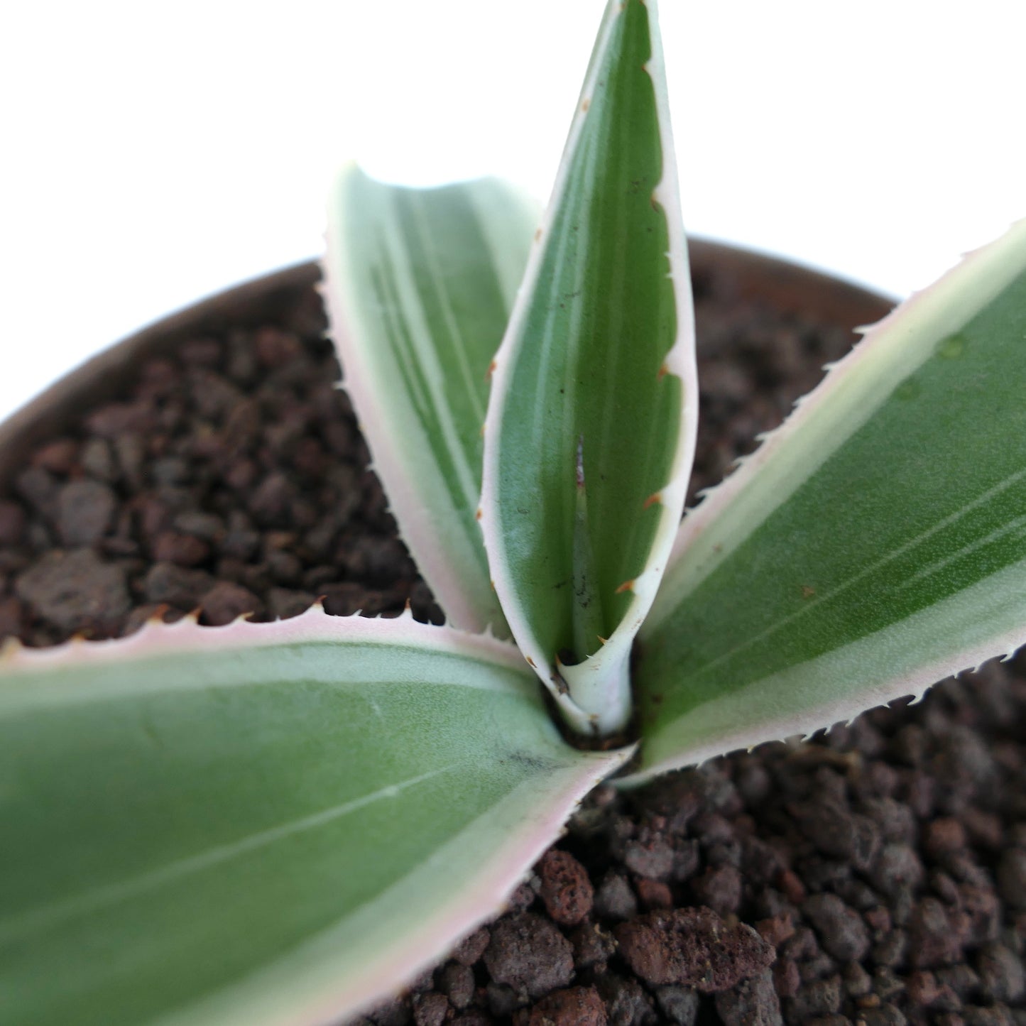 Agave americana MARGINATA WHITE-YELLOW CREAM VARIEGATED