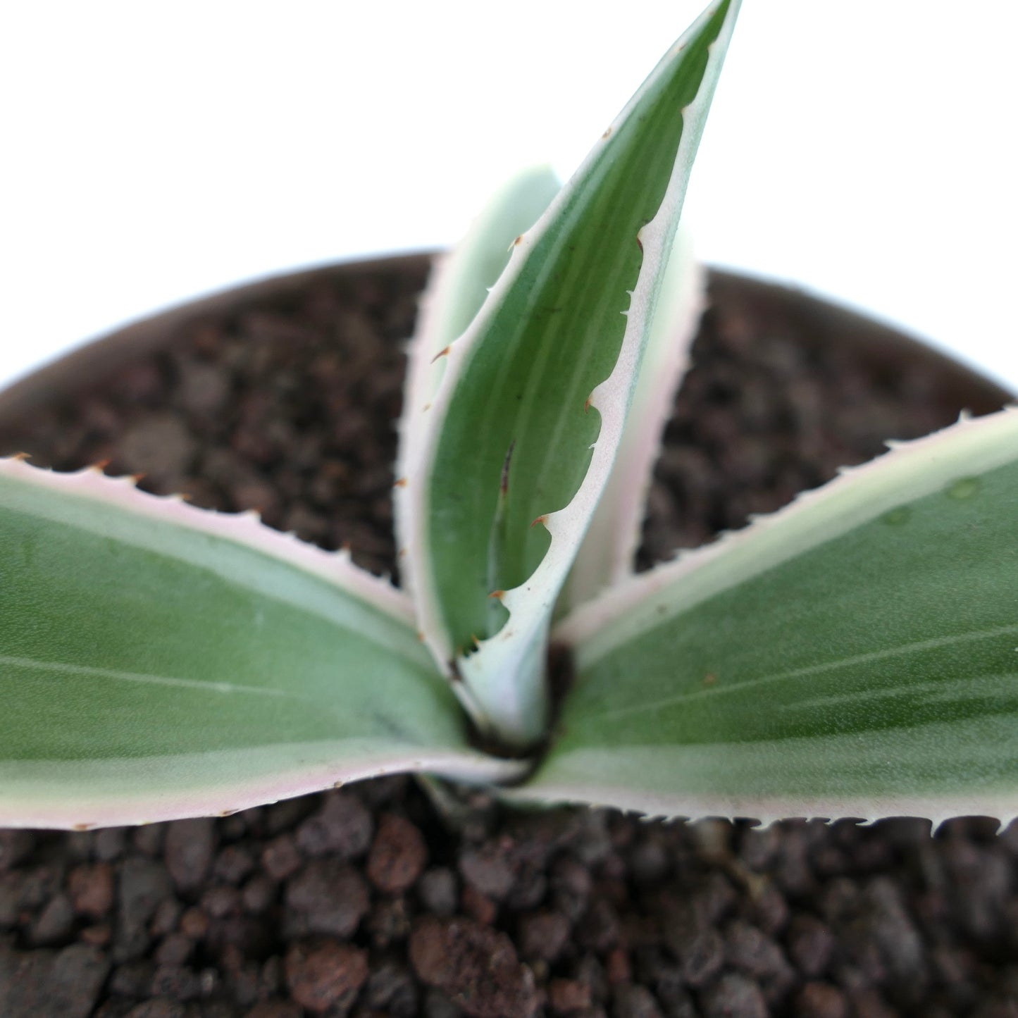 Agave americana MARGINATA WHITE-YELLOW CREAM VARIEGATED