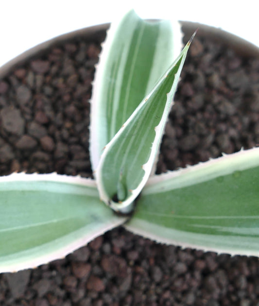 Agave americana MARGINATA WHITE-YELLOW CREAM VARIEGATED