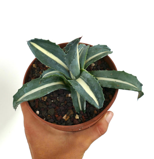 Top view of Agave americana 'Mediopicta Alba' White Narrow Variegated in a terracotta pot, showing dark green leaves with a central creamy-white stripe and serrated edges, planted in gritty soil.