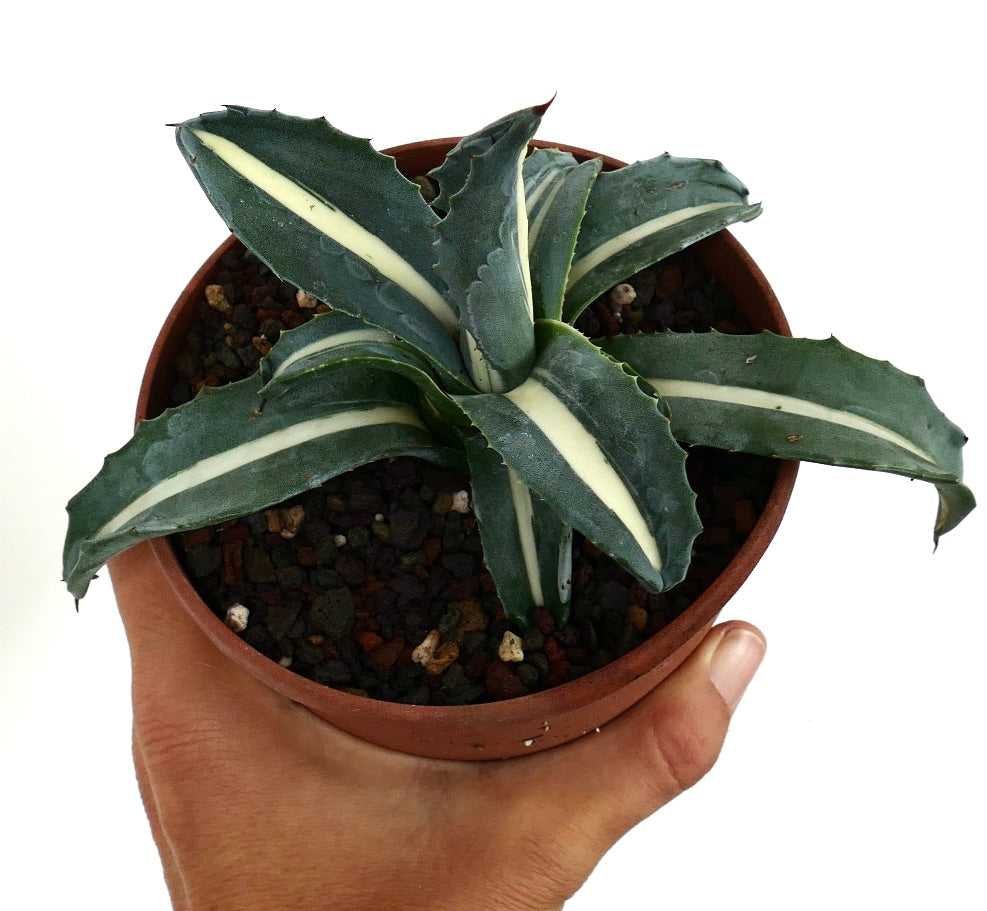 Agave americana 'Mediopicta Alba' White Narrow Variegated in a brown pot, viewed from above, with rosette-shaped green leaves featuring a narrow white center stripe and small spines along the edges.