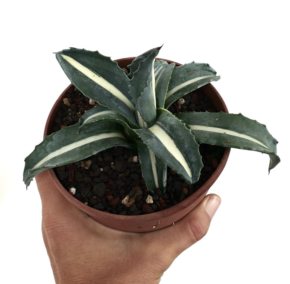 Close-up of Agave americana 'Mediopicta Alba' White Narrow Variegated, highlighting its compact rosette form with dark green leaves, central white variegation, and pointed tips in a clay pot.
