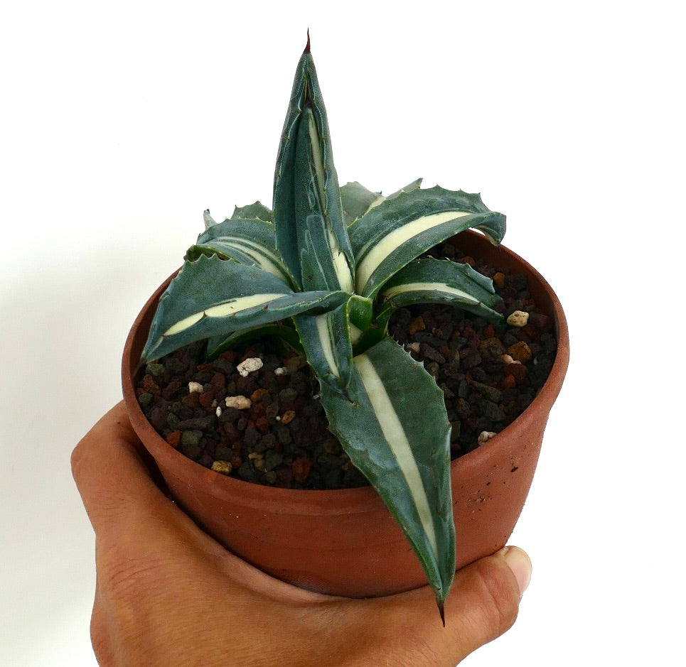 Side view of Agave americana 'Mediopicta Alba' White Narrow Variegated in a terracotta pot, showing upright sword-shaped leaves with creamy-white stripes and sharp tips.