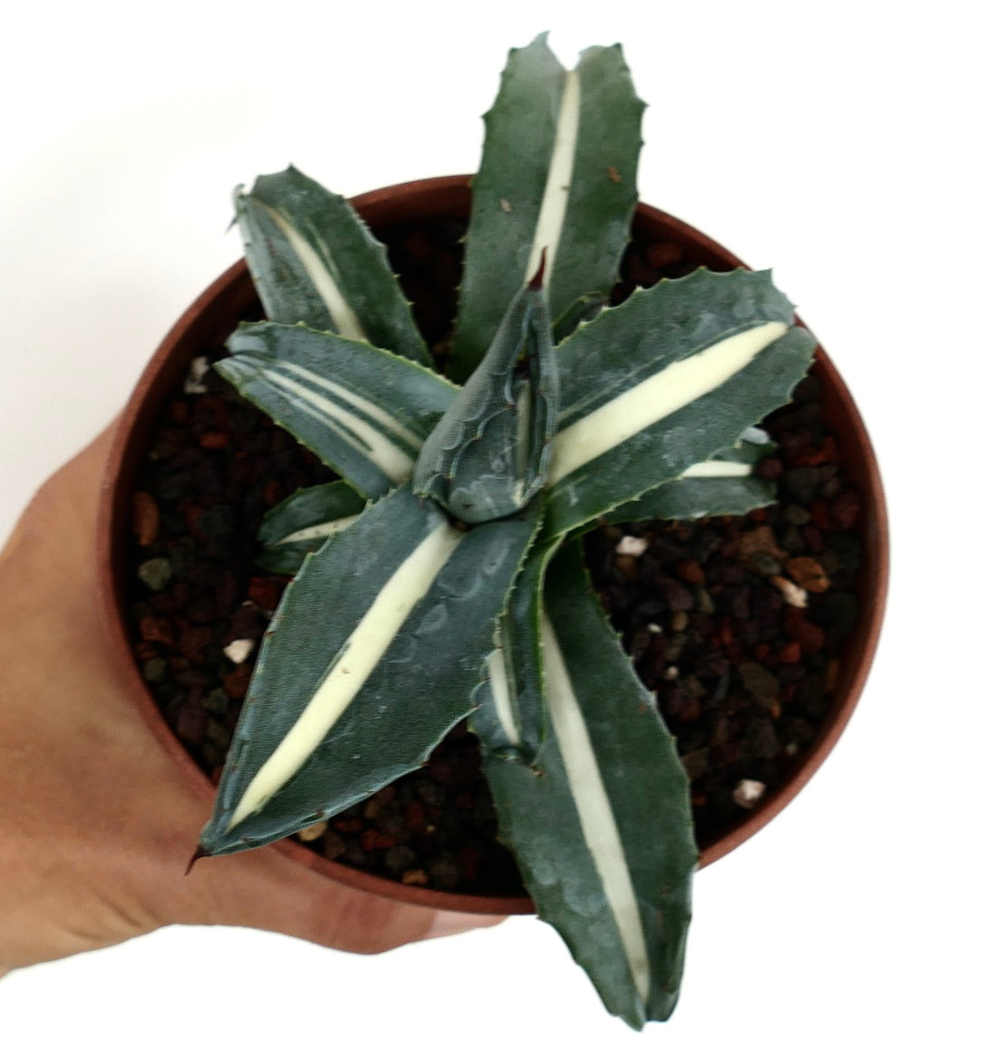Top-down view of Agave americana 'Mediopicta Alba' White Narrow Variegated, displaying symmetrical green leaves with narrow white bands, serrated edges, and planted in rocky soil mix.
