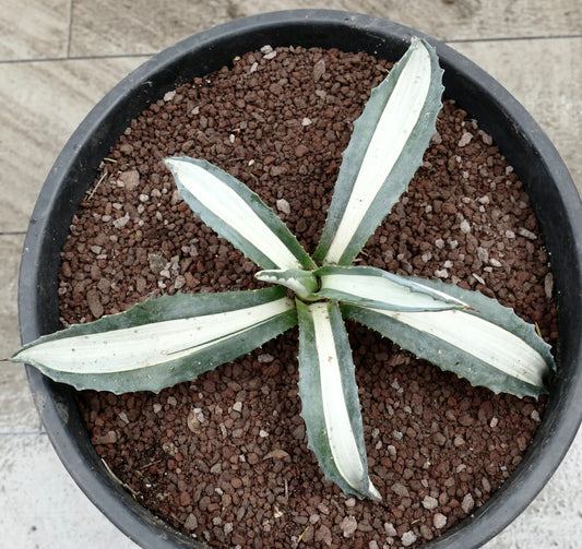 Agave americana mediopicta alba suculenta com folhas largas riscadas de branco e bordos espinhosos em vaso