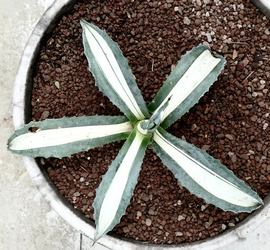 幅広い白い縞模様の葉と鋭いトゲを持つアガベ・アメリカーナ・メディオピクタ・アルバ 多肉植物（鉢植え）