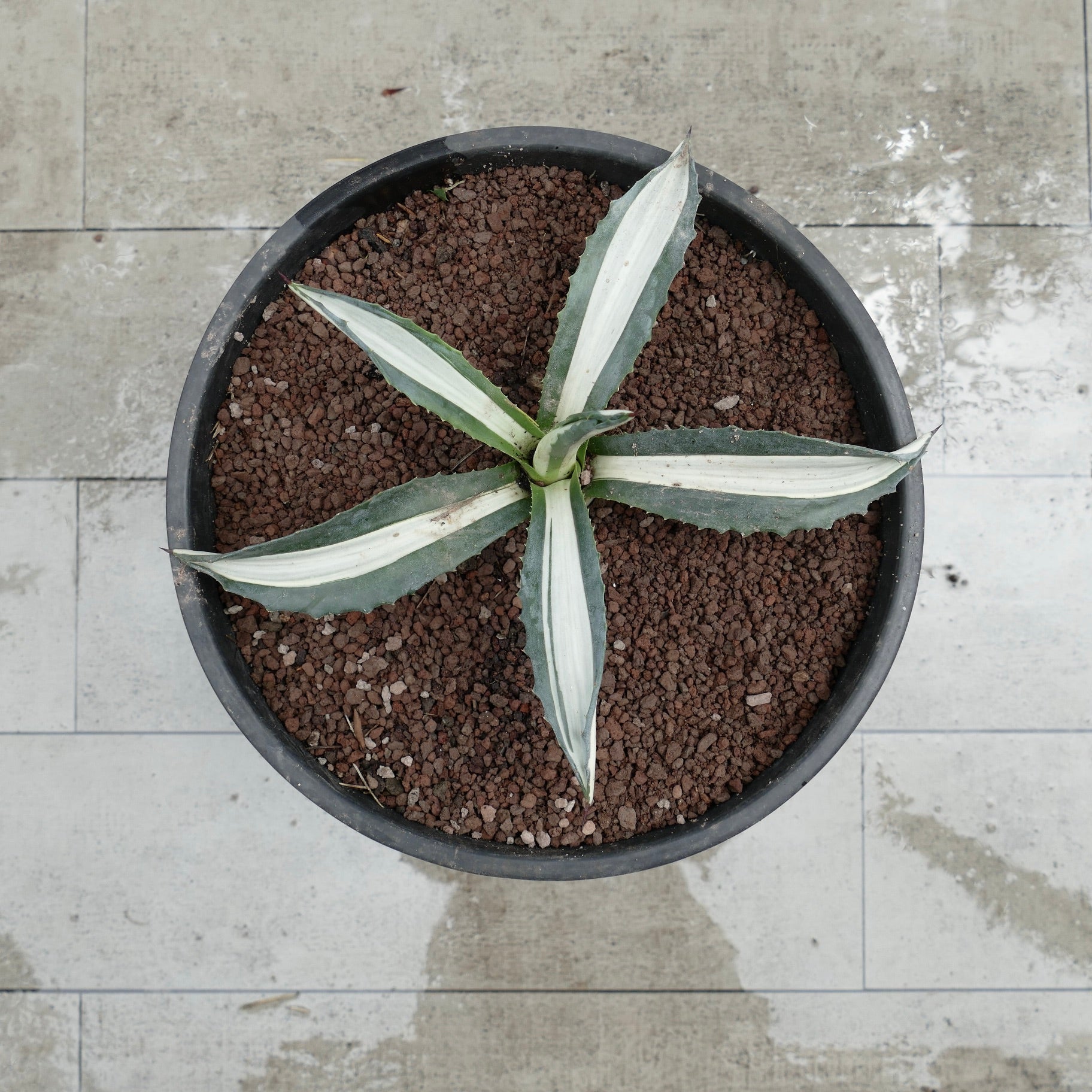 Agave americana mediopicta alba succulent with white-striped leaves and pointed spines in pot