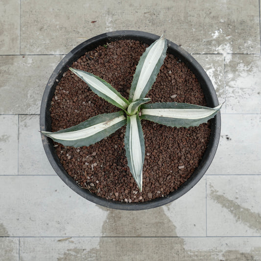 Agave americana mediopicta alba succulenta con foglie a strisce bianche e spine appuntite in vaso
