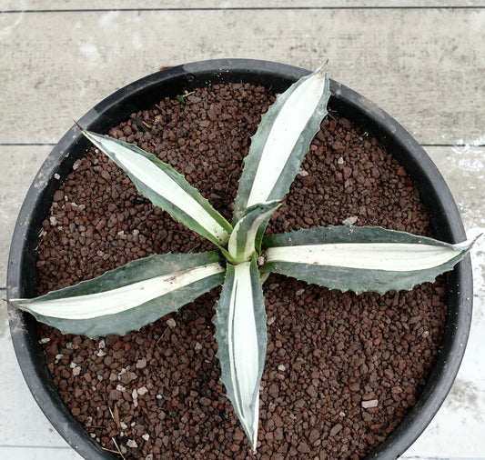 Agave americana mediopicta alba succulenta con foglie spesse a strisce bianche e spine appuntite in vaso