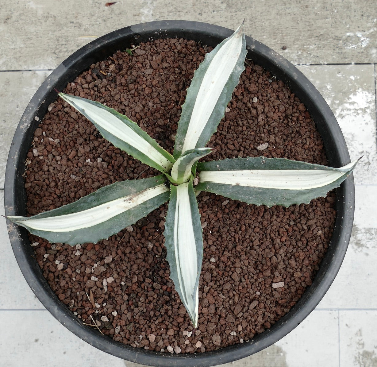 Agave americana mediopicta alba succulent with broad white-striped leaves and spiny edges in pot