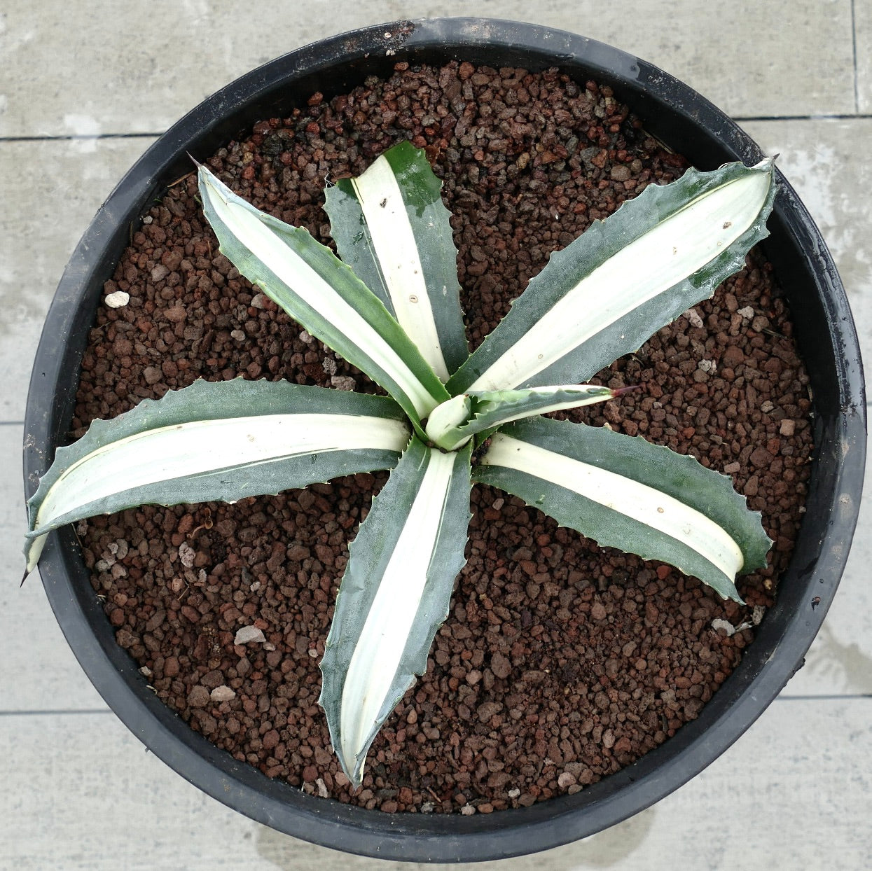 幅広い白い縞模様の葉と棘のある縁を持つアガベ・アメリカーナ・メディオピクタ・アルバ 多肉植物 鉢植え