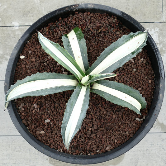 幅広い白い縞模様の葉と棘のある縁を持つアガベ・アメリカーナ・メディオピクタ・アルバ 多肉植物 鉢植え