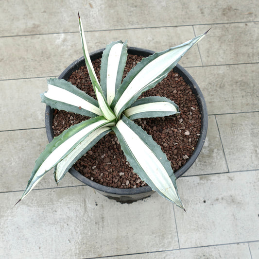 Agave americana mediopicta alba succulenta con foglie variegate lunghe e spine affilate in vaso