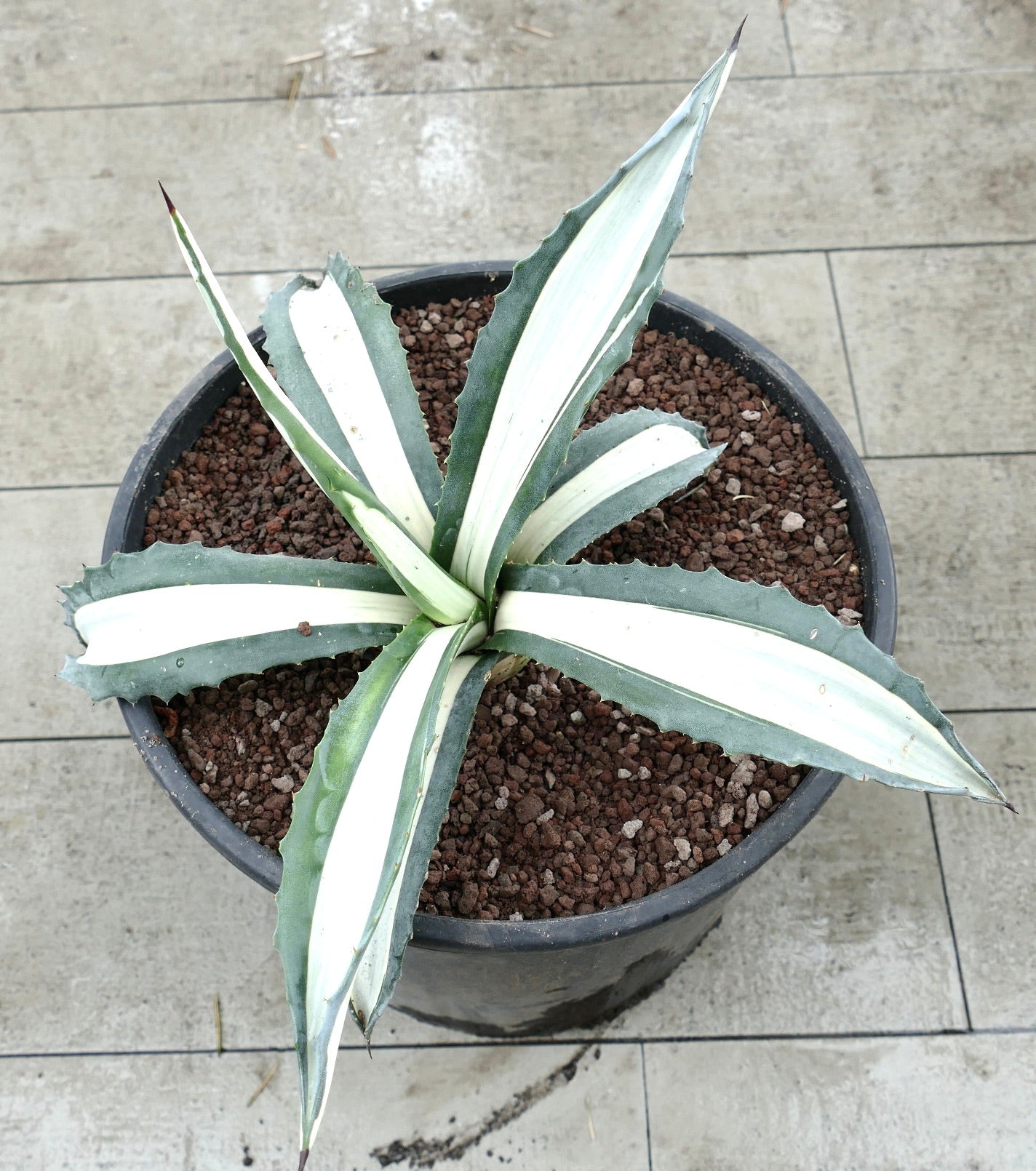 Agave americana mediopicta alba succulenta con foglie larghe a strisce bianche e punte affilate in vaso