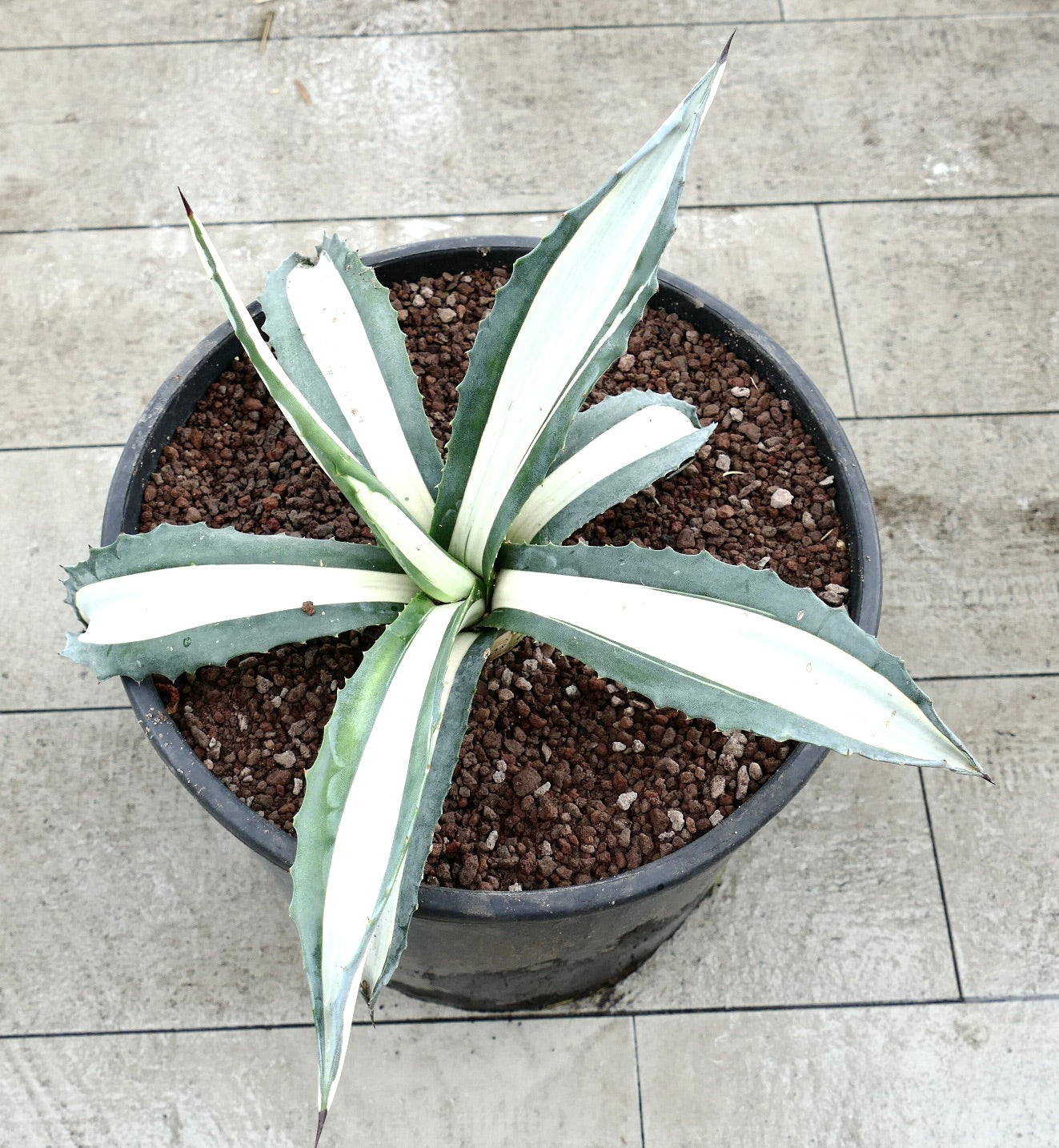 Agave americana mediopicta alba succulenta con foglie larghe a strisce bianche e spine appuntite in vaso