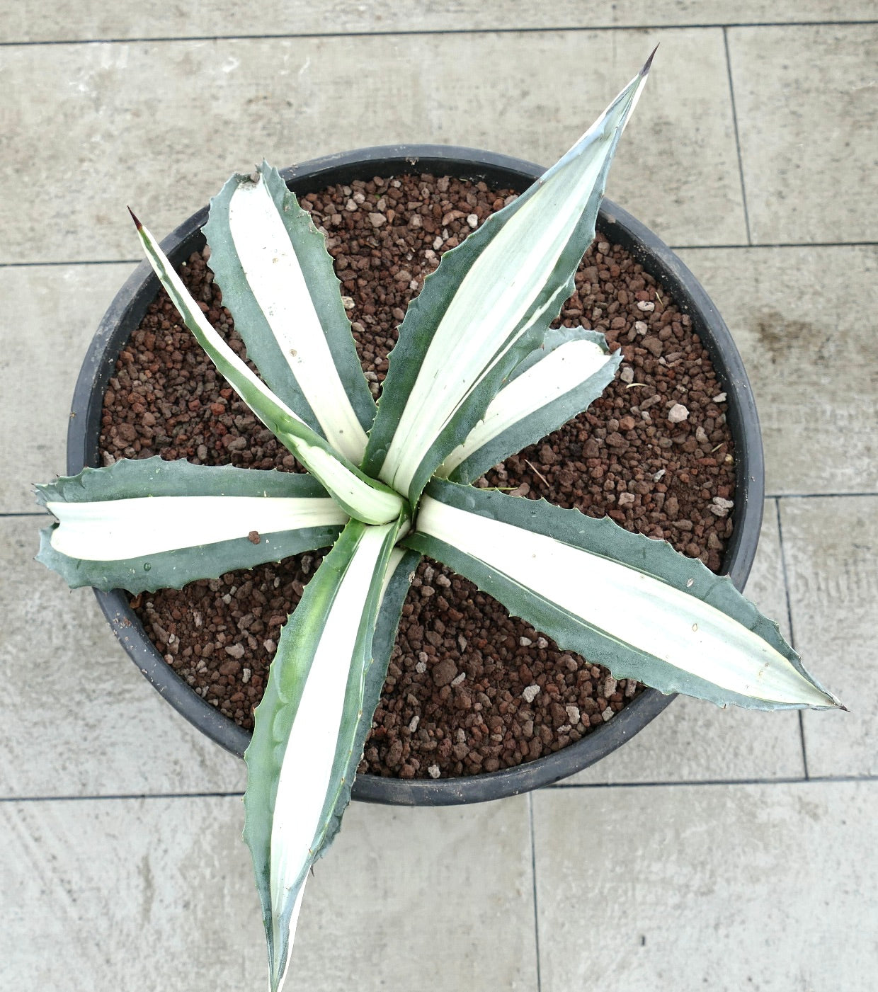 Agave americana mediopicta alba succulenta con foglie spesse a strisce bianche e spine appuntite