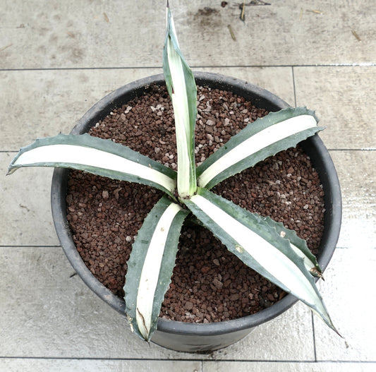 Agave americana mediopicta alba succulenta con foglie larghe striate di bianco e spine affilate in vaso