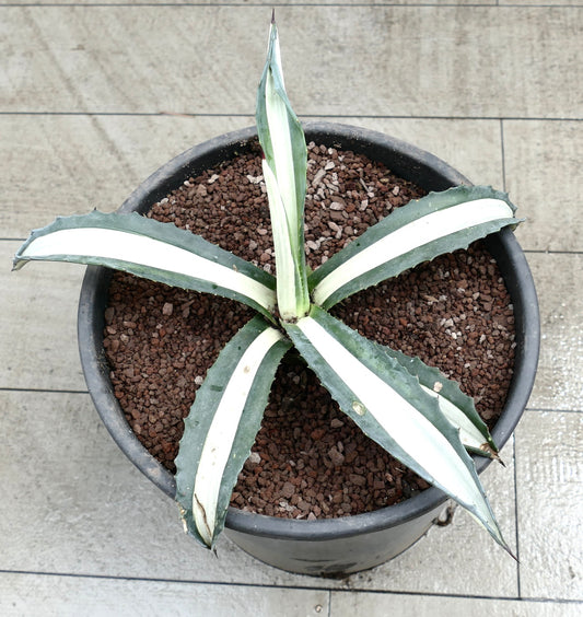 Agave americana mediopicta alba succulenta con foglie larghe a strisce bianche e spine appuntite in vaso