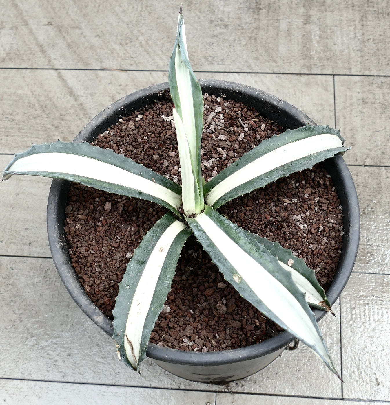 Agave americana mediopicta alba succulent with white-striped thick leaves and sharp spines in pot