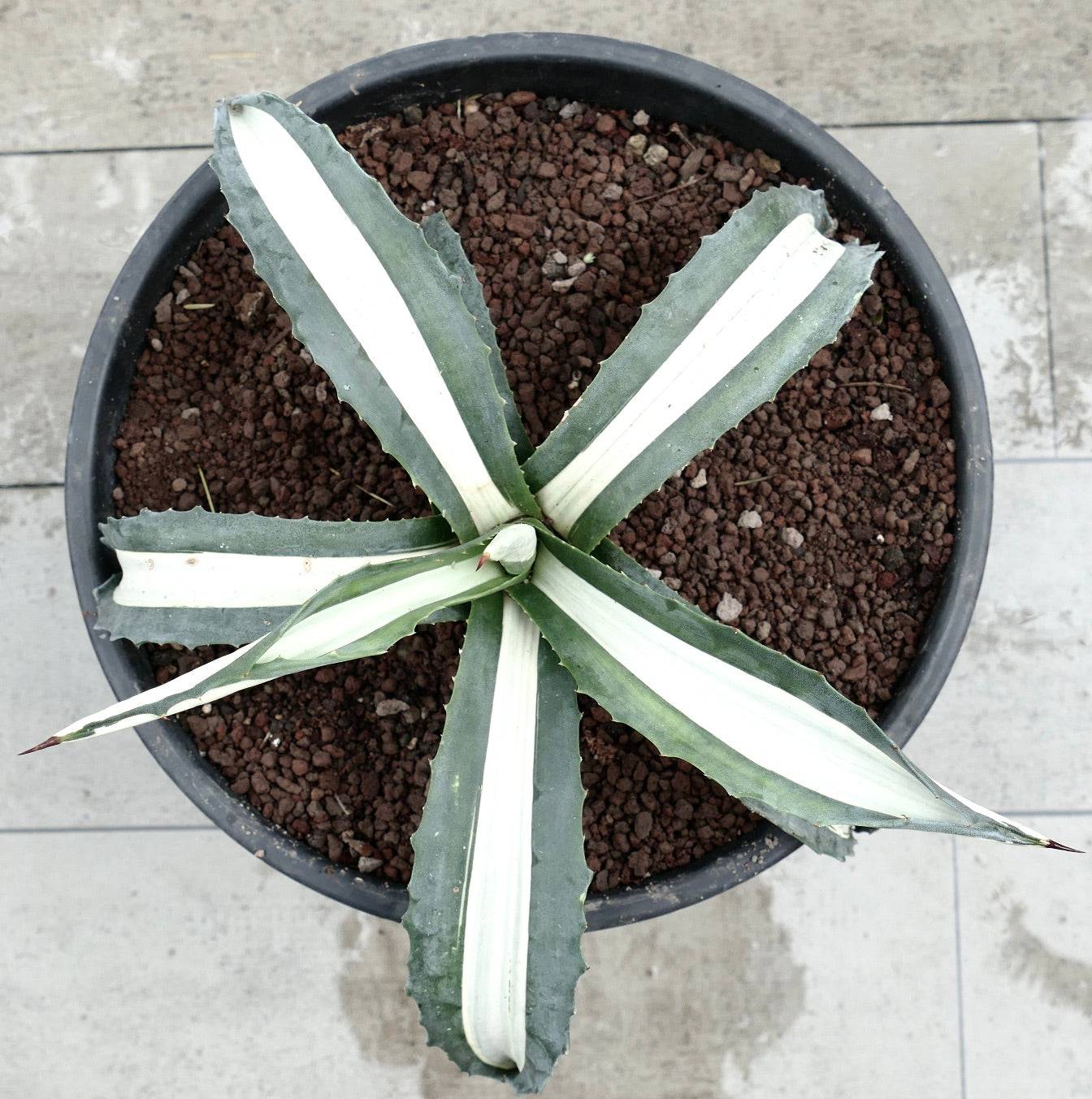 Agave americana MEDIOPICTA ALBA succulent with broad white-striped leaves and sharp spines in pot