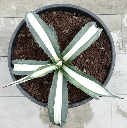 Agave americana MEDIOPICTA ALBA succulenta con foglie larghe striate di bianco e spine appuntite in vaso