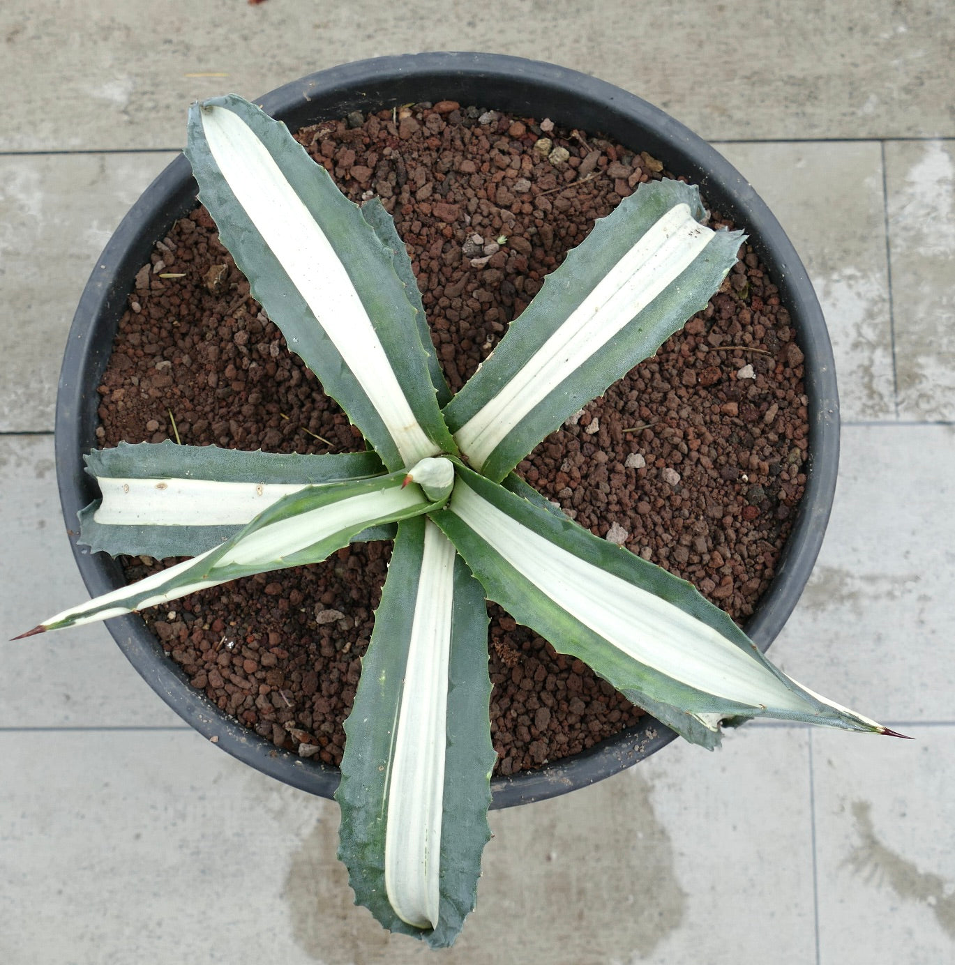 Agave americana mediopicta alba succulent with broad white-striped leaves and sharp spines in pot